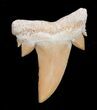 Unusual Serratolamna Fossil Shark Tooth #4171-1